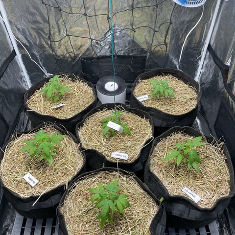 RBRD #3 growlog timeline photo