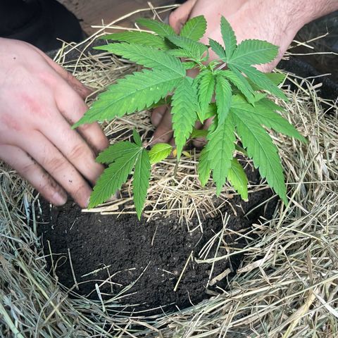 RBRD #3 growlog timeline photo