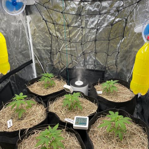RBRD #3 growlog timeline photo