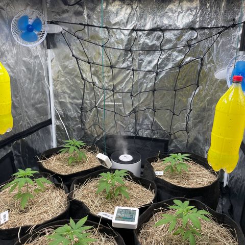 RBRD #3 growlog timeline photo