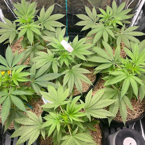 RBRD #3 growlog timeline photo