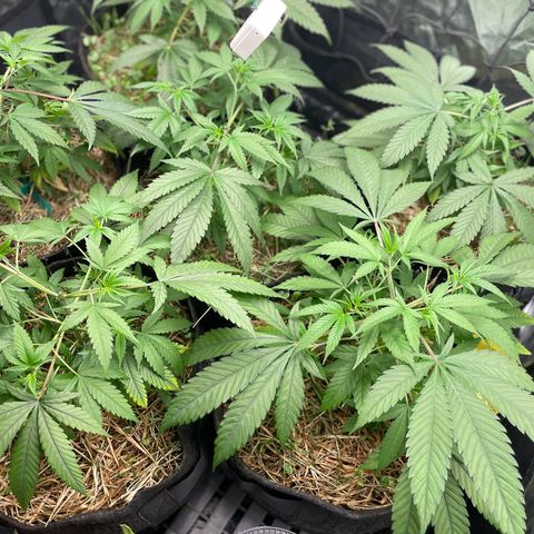 RBRD #3 growlog timeline photo