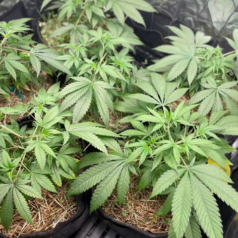 RBRD #3 growlog timeline photo
