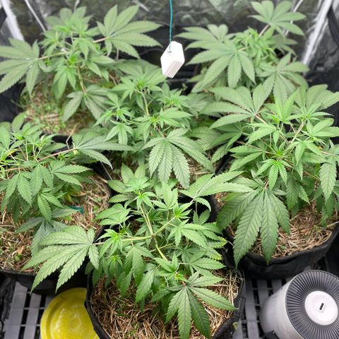 RBRD #3 growlog timeline photo