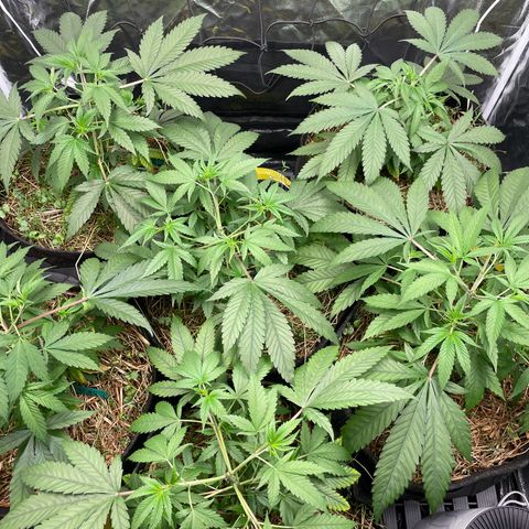 RBRD #3 growlog timeline photo