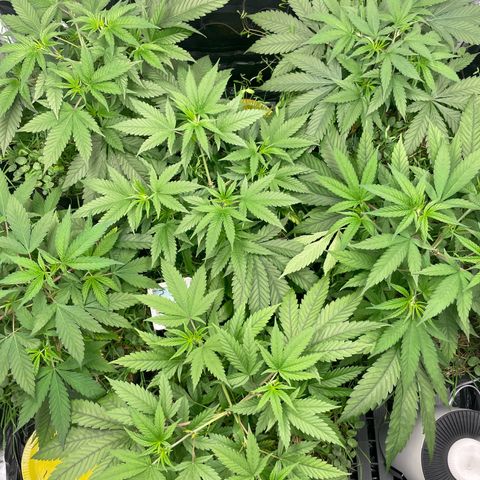 RBRD #3 growlog timeline photo