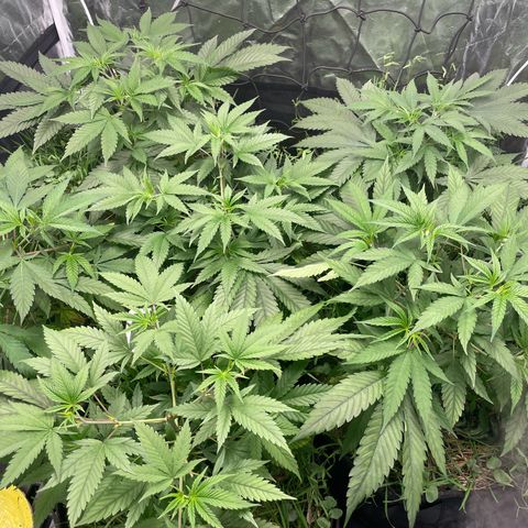 RBRD #3 growlog timeline photo