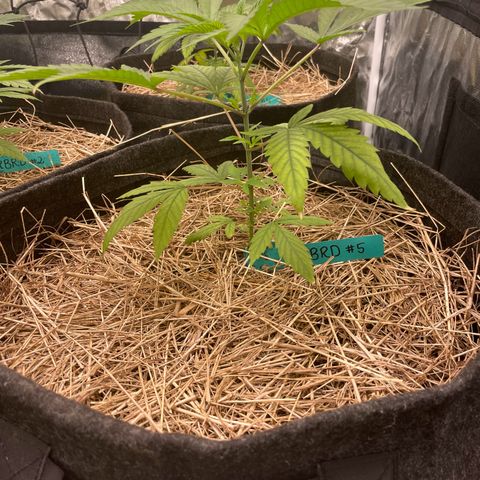RBRD #3 growlog timeline photo