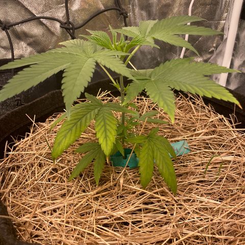 RBRD #3 growlog timeline photo