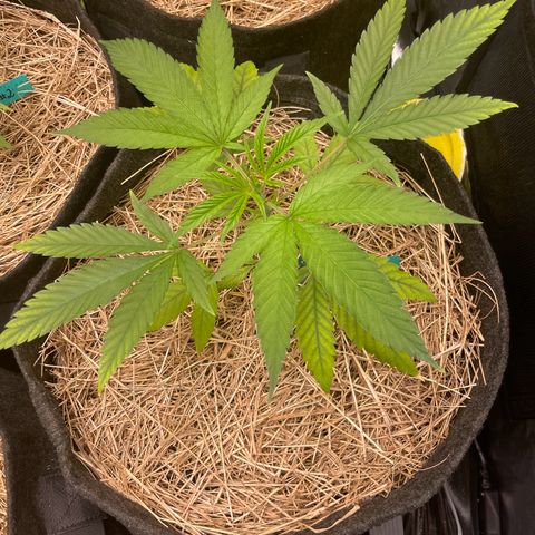 RBRD #3 growlog timeline photo