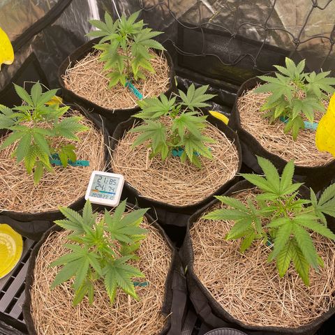 RBRD #3 growlog timeline photo
