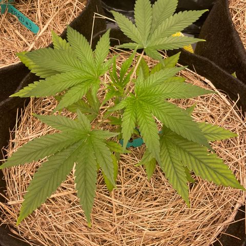 RBRD #3 growlog timeline photo