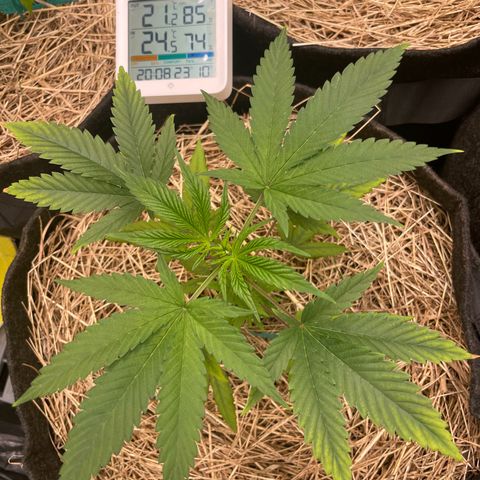 RBRD #3 growlog timeline photo