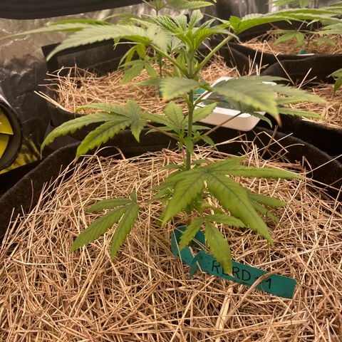 RBRD #3 growlog timeline photo