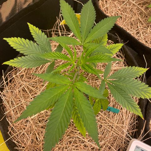 RBRD #3 growlog timeline photo