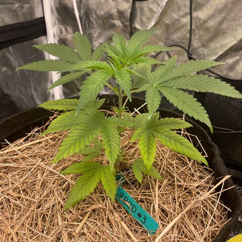 RBRD #3 growlog timeline photo