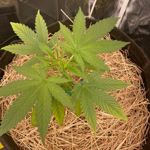 RBRD #3 growlog timeline photo