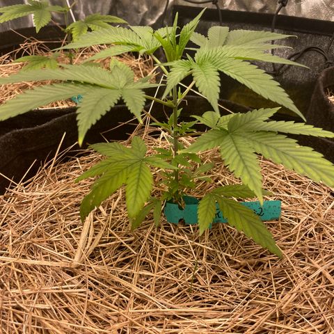 RBRD #3 growlog timeline photo