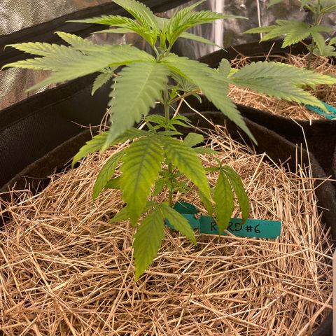 RBRD #3 growlog timeline photo