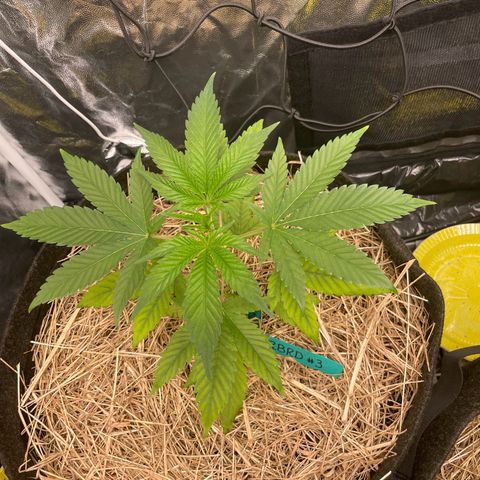 RBRD #3 growlog timeline photo