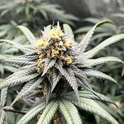RBRD #3 growlog timeline photo