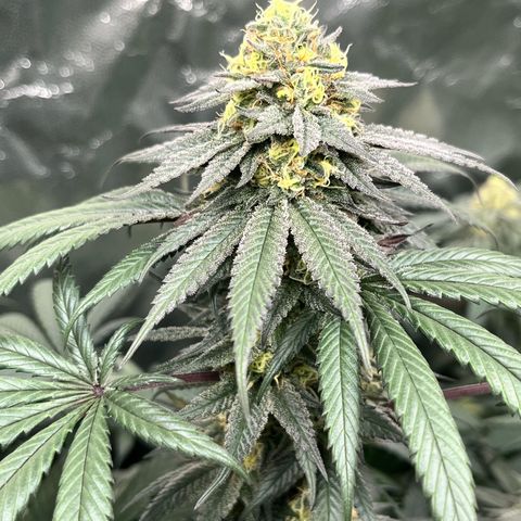 RBRD #3 growlog timeline photo