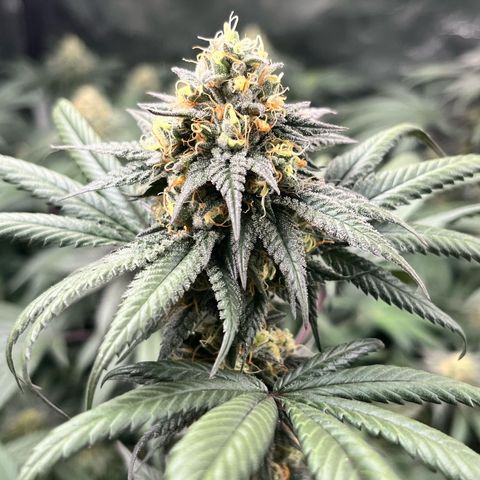 RBRD #3 growlog timeline photo