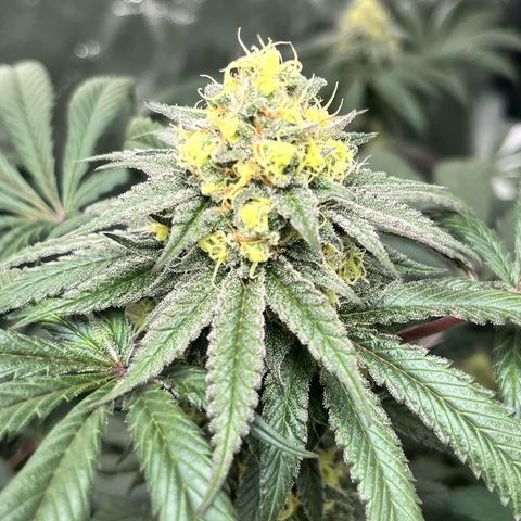 RBRD #3 growlog timeline photo