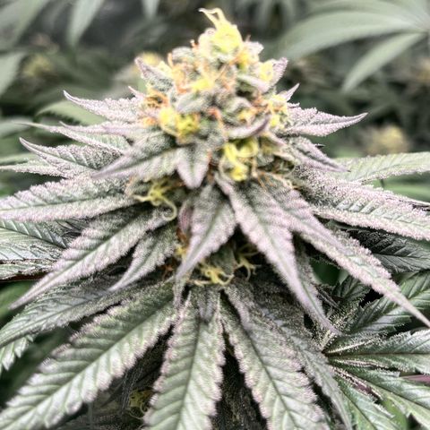 RBRD #3 growlog timeline photo