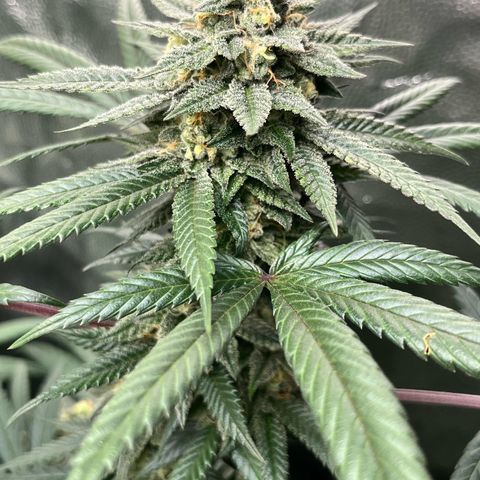 RBRD #3 growlog timeline photo