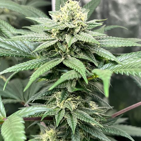 RBRD #3 growlog timeline photo
