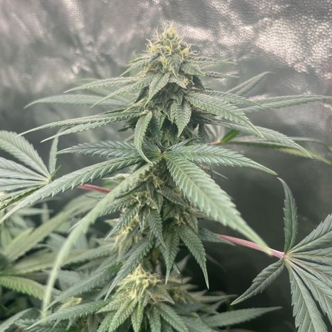 RBRD #3 growlog timeline photo