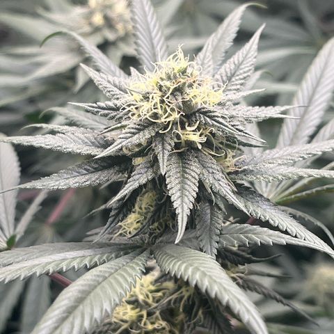 RBRD #3 growlog timeline photo