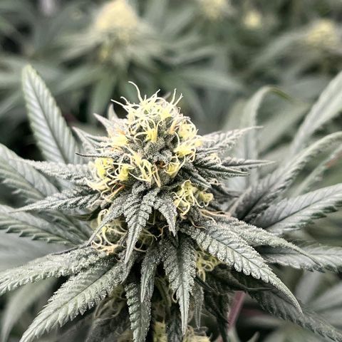 RBRD #3 growlog timeline photo