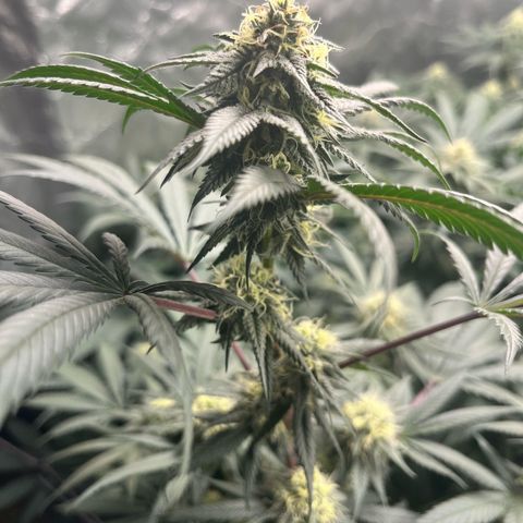 RBRD #3 growlog timeline photo