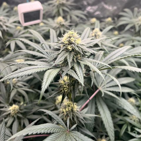 RBRD #3 growlog timeline photo