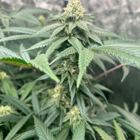 RBRD #3 growlog timeline photo