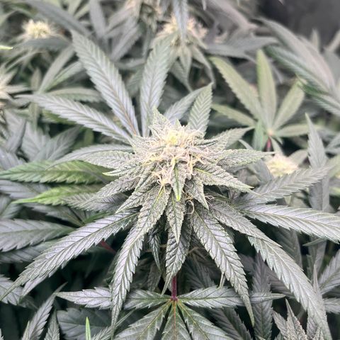 RBRD #3 growlog timeline photo