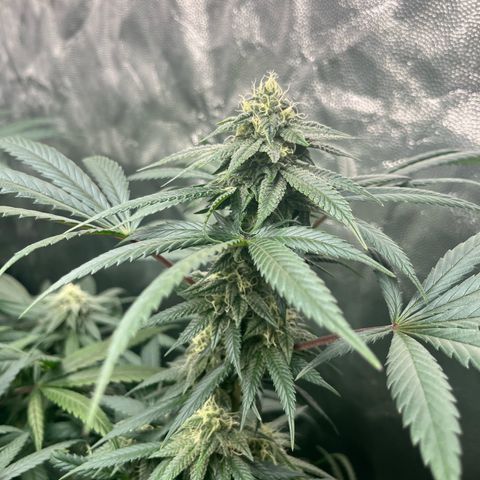 RBRD #3 growlog timeline photo