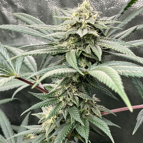 RBRD #3 growlog timeline photo