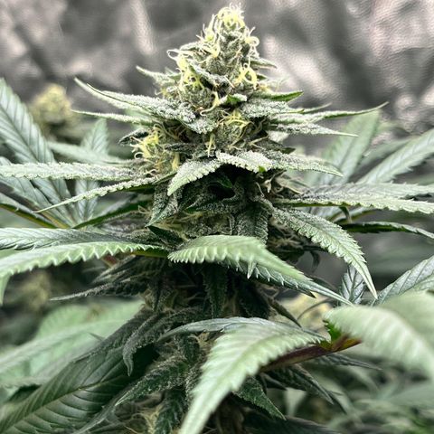 RBRD #3 growlog timeline photo