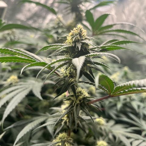 RBRD #3 growlog timeline photo