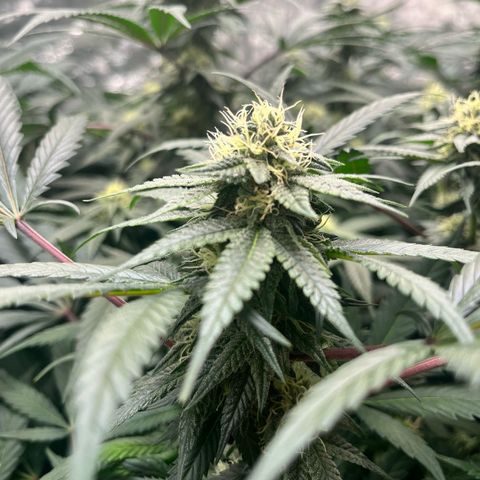 RBRD #3 growlog timeline photo