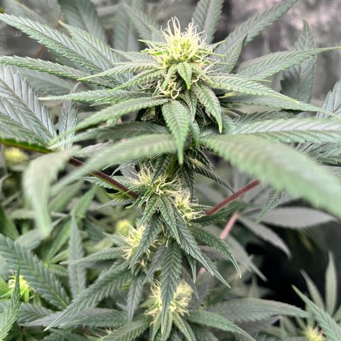 RBRD #3 growlog timeline photo