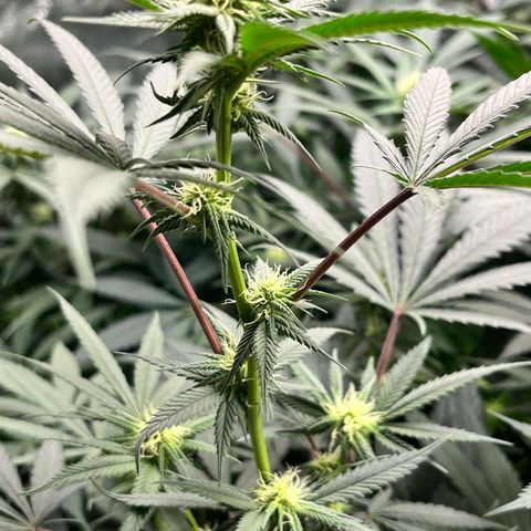 RBRD #3 growlog timeline photo