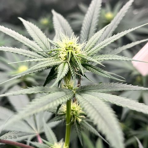 RBRD #3 growlog timeline photo