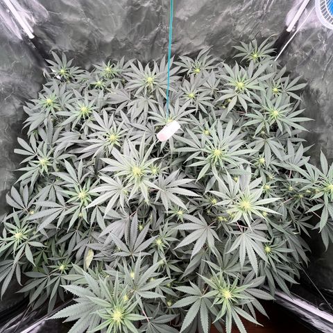 RBRD #3 growlog timeline photo