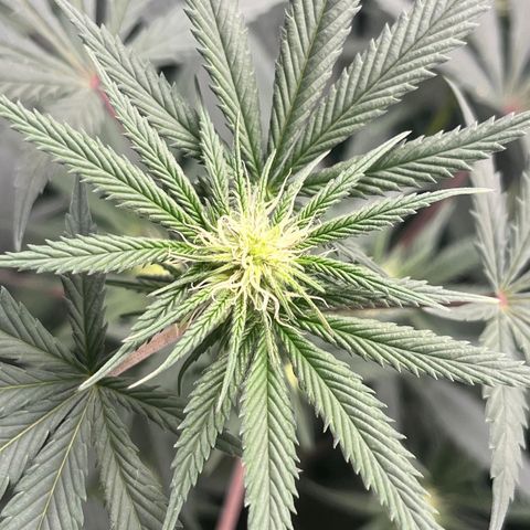 RBRD #3 growlog timeline photo