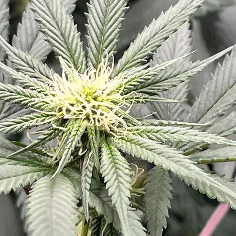 RBRD #3 growlog timeline photo
