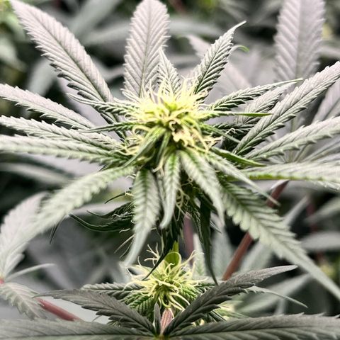 RBRD #3 growlog timeline photo
